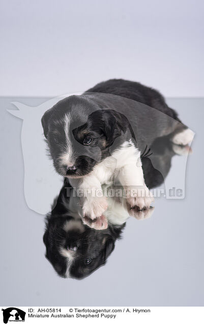 Miniature Australian Shepherd Welpe / Miniature Australian Shepherd Puppy / AH-05814