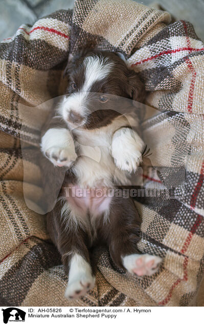 Miniature Australian Shepherd Welpe / Miniature Australian Shepherd Puppy / AH-05826