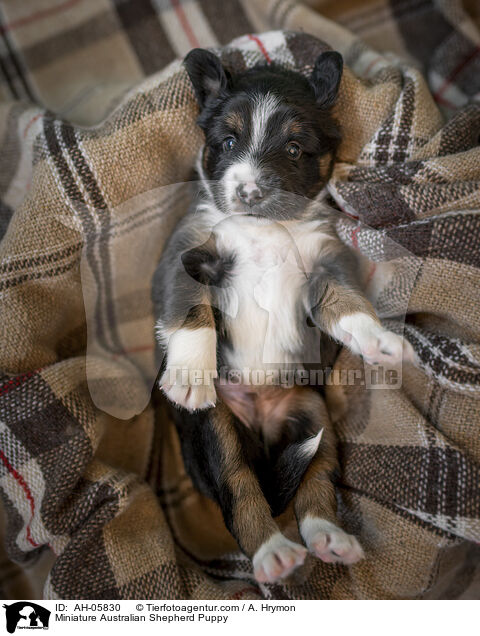 Miniature Australian Shepherd Welpe / Miniature Australian Shepherd Puppy / AH-05830