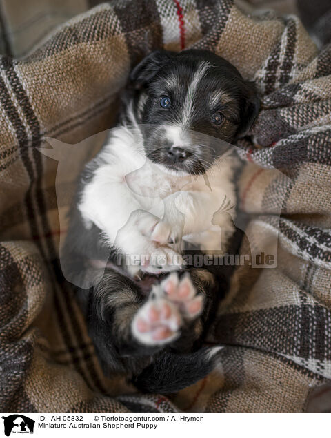 Miniature Australian Shepherd Welpe / Miniature Australian Shepherd Puppy / AH-05832