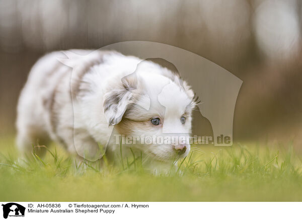 Miniature Australian Shepherd Welpe / Miniature Australian Shepherd Puppy / AH-05836