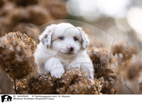 Miniature Australian Shepherd Welpe / Miniature Australian Shepherd Puppy / AH-05842