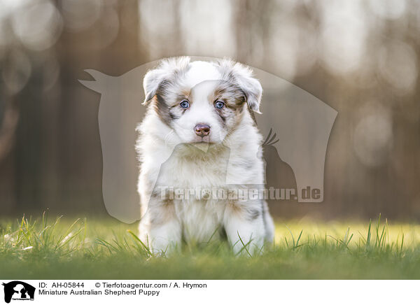 Miniature Australian Shepherd Welpe / Miniature Australian Shepherd Puppy / AH-05844