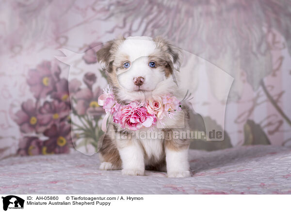 Miniature Australian Shepherd Welpe / Miniature Australian Shepherd Puppy / AH-05860