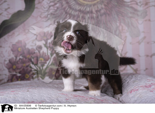 Miniature Australian Shepherd Welpe / Miniature Australian Shepherd Puppy / AH-05896