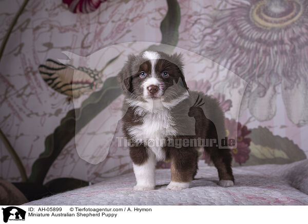 Miniature Australian Shepherd Welpe / Miniature Australian Shepherd Puppy / AH-05899