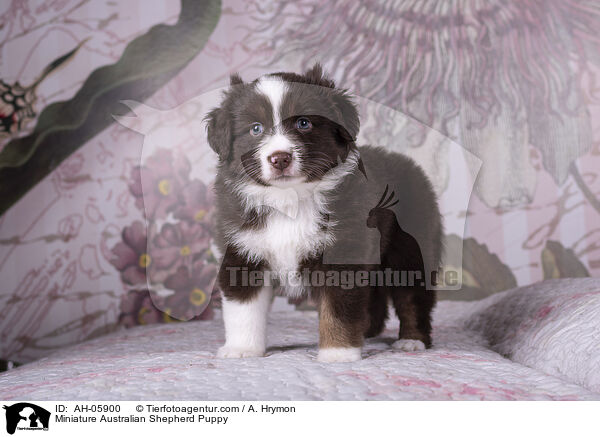 Miniature Australian Shepherd Welpe / Miniature Australian Shepherd Puppy / AH-05900