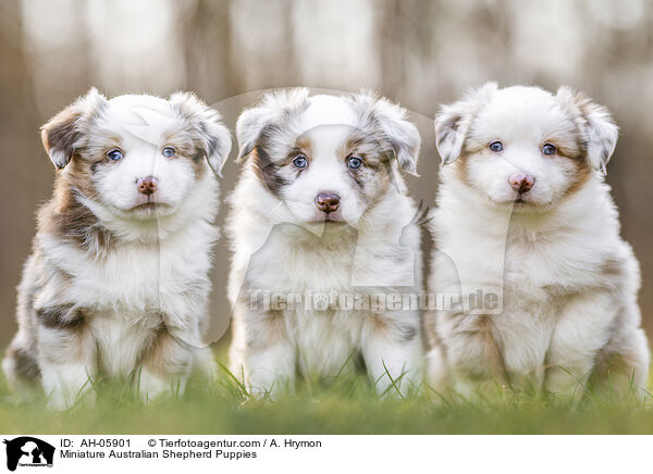 Miniature Australian Shepherd Welpen / Miniature Australian Shepherd Puppies / AH-05901