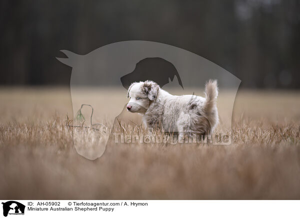 Miniature Australian Shepherd Welpe / Miniature Australian Shepherd Puppy / AH-05902