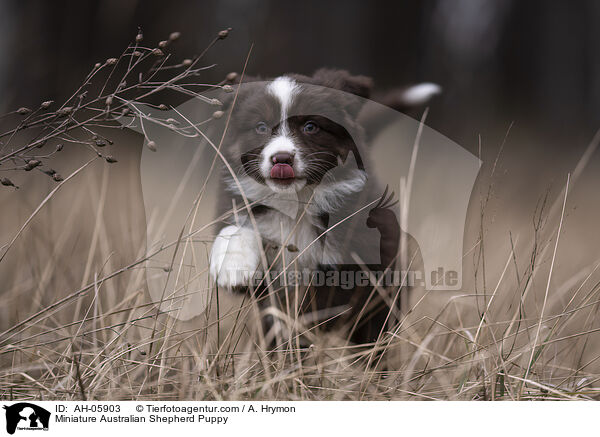 Miniature Australian Shepherd Welpe / Miniature Australian Shepherd Puppy / AH-05903