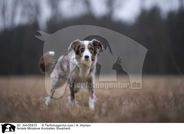 Miniature Australian Shepherd Hndin / female Miniature Australian Shepherd / AH-05915