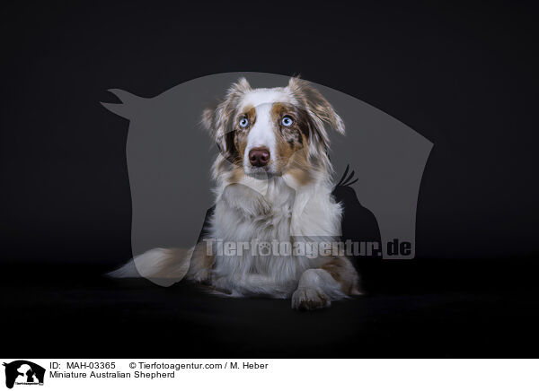 Miniature Australian Shepherd / Miniature Australian Shepherd / MAH-03365