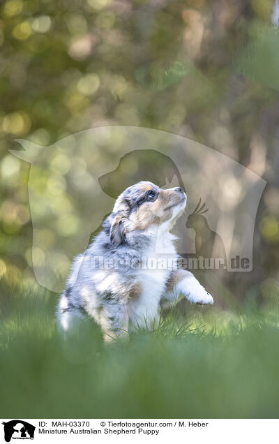 Miniature Australian Shepherd Welpe / Miniature Australian Shepherd Puppy / MAH-03370