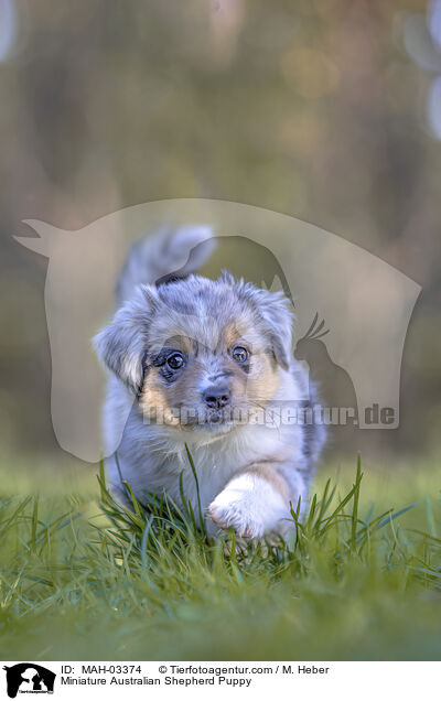 Miniature Australian Shepherd Welpe / Miniature Australian Shepherd Puppy / MAH-03374