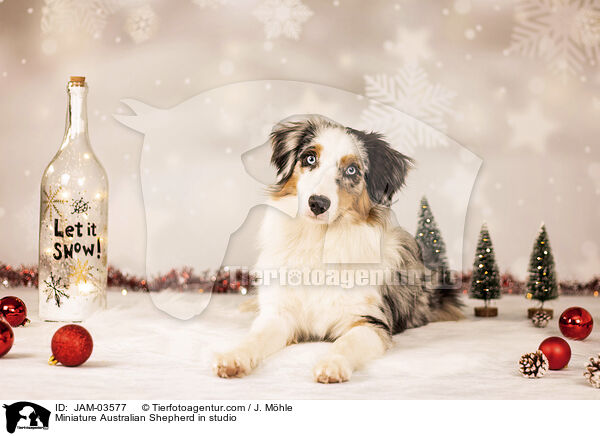 Miniature Australian Shepherd im Studio / Miniature Australian Shepherd in studio / JAM-03577