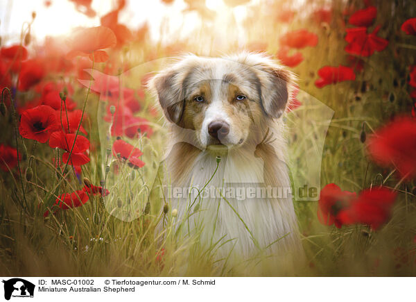 Miniature Australian Shepherd / Miniature Australian Shepherd / MASC-01002