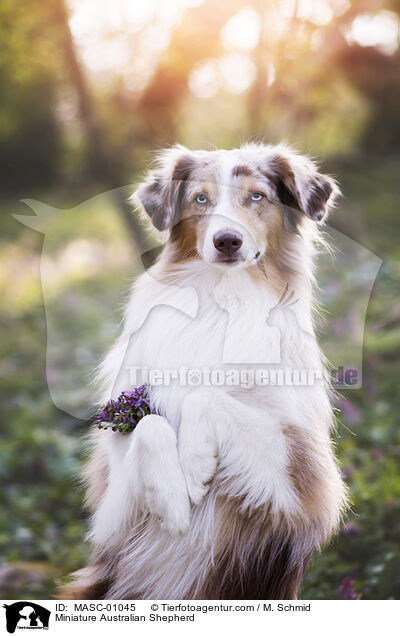 Miniature Australian Shepherd / Miniature Australian Shepherd / MASC-01045