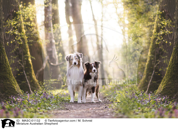 Miniature Australian Shepherd / Miniature Australian Shepherd / MASC-01132