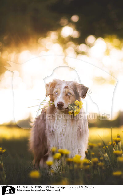 Miniature Australian Shepherd / Miniature Australian Shepherd / MASC-01305