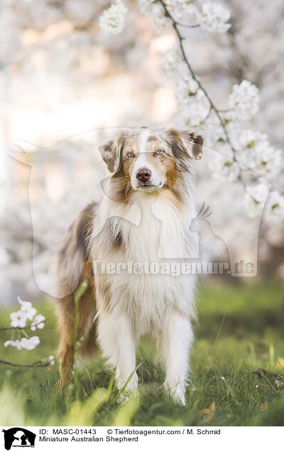 Miniature Australian Shepherd / Miniature Australian Shepherd / MASC-01443