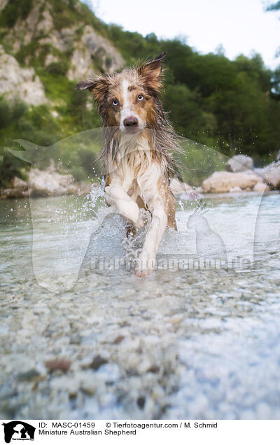 Miniature Australian Shepherd / Miniature Australian Shepherd / MASC-01459