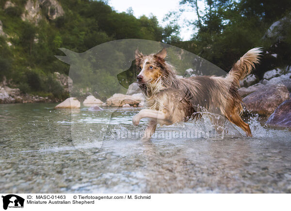 Miniature Australian Shepherd / Miniature Australian Shepherd / MASC-01463