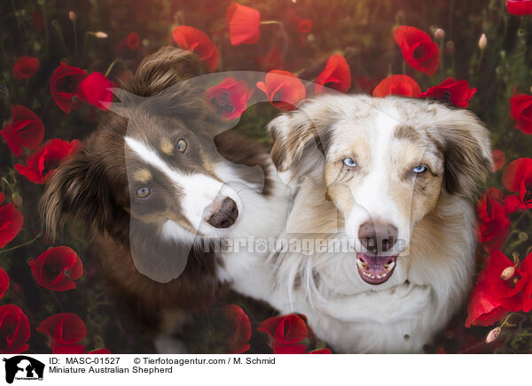 Miniature Australian Shepherd / Miniature Australian Shepherd / MASC-01527