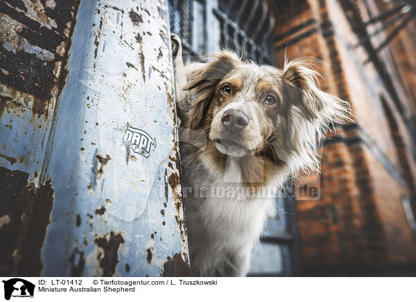 Miniature Australian Shepherd / Miniature Australian Shepherd / LT-01412