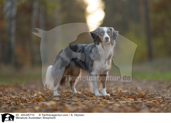 Miniature Australian Shepherd / Miniature Australian Shepherd / AH-06710