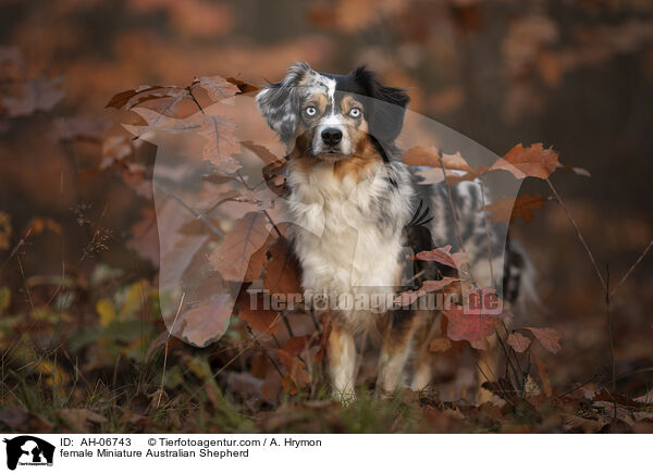 Miniature Australian Shepherd Hndin / female Miniature Australian Shepherd / AH-06743