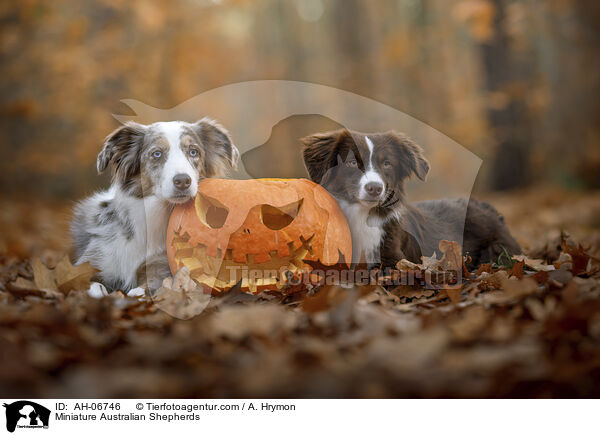 Miniature Australian Shepherds / Miniature Australian Shepherds / AH-06746