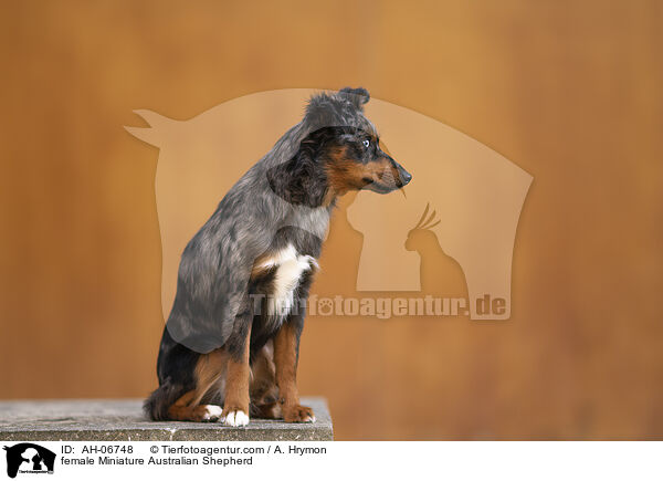 Miniature Australian Shepherd Hndin / female Miniature Australian Shepherd / AH-06748