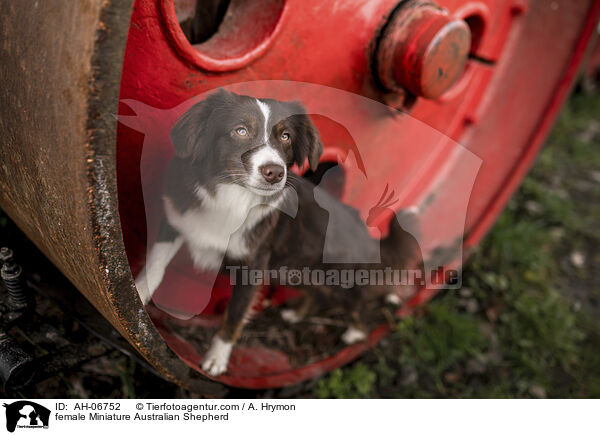 Miniature Australian Shepherd Hndin / female Miniature Australian Shepherd / AH-06752