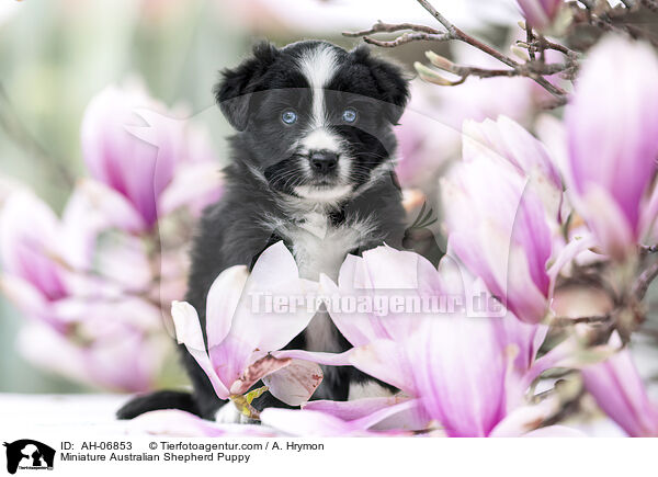 Miniature Australian Shepherd Welpe / Miniature Australian Shepherd Puppy / AH-06853