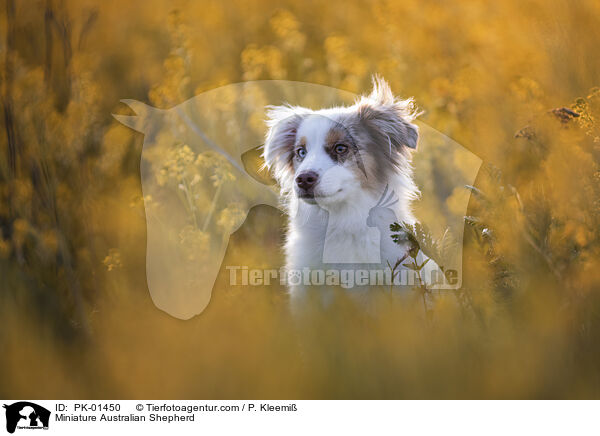 Miniature Australian Shepherd / Miniature Australian Shepherd / PK-01450