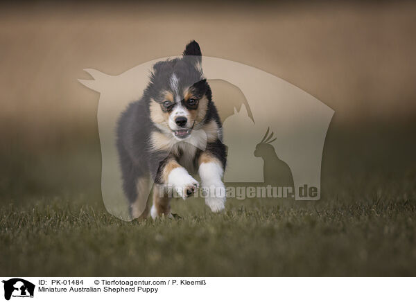 Miniature Australian Shepherd Welpe / Miniature Australian Shepherd Puppy / PK-01484