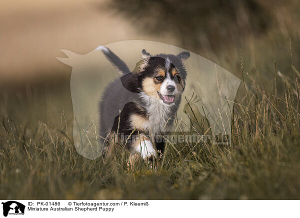 Miniature Australian Shepherd Welpe / Miniature Australian Shepherd Puppy / PK-01486