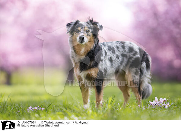 Miniature Australian Shepherd / Miniature Australian Shepherd / AH-07064