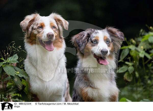 dogs / MM-02304