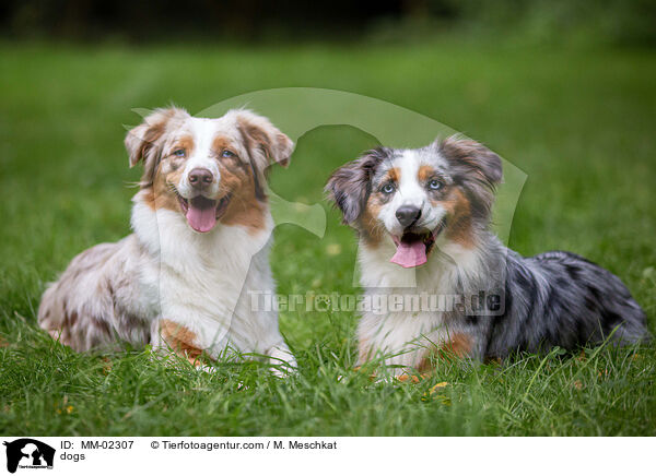 Hunde / dogs / MM-02307