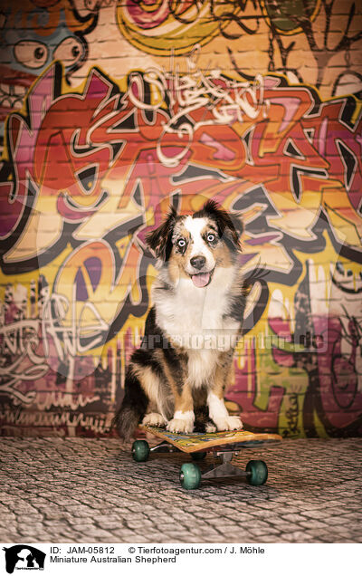 Miniature Australian Shepherd / Miniature Australian Shepherd / JAM-05812