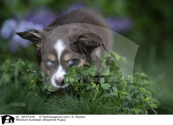 Miniature Australian Shepherd Welpe / Miniature Australian Shepherd Puppy / AH-07428