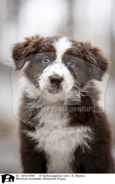 Miniature Australian Shepherd Welpe / Miniature Australian Shepherd Puppy / AH-07466