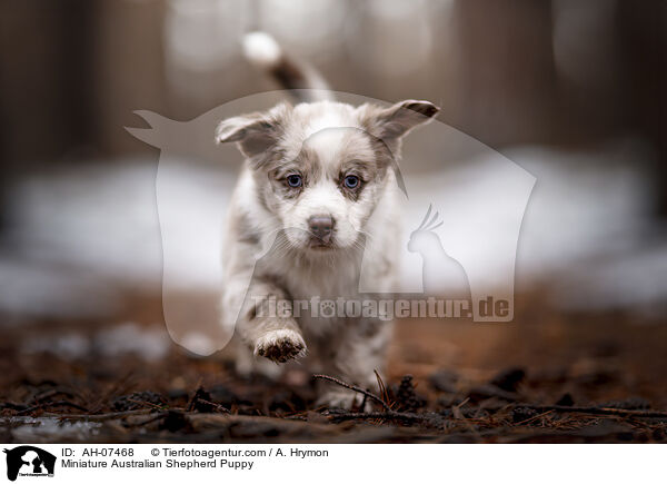 Miniature Australian Shepherd Welpe / Miniature Australian Shepherd Puppy / AH-07468