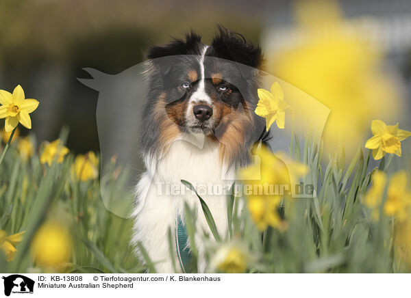 Miniature Australian Shepherd / Miniature Australian Shepherd / KB-13808