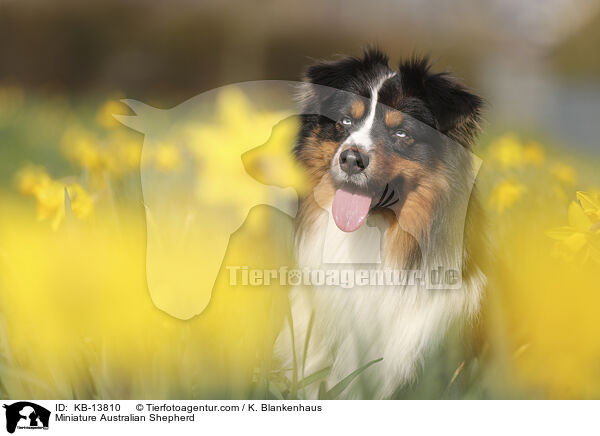 Miniature Australian Shepherd / Miniature Australian Shepherd / KB-13810