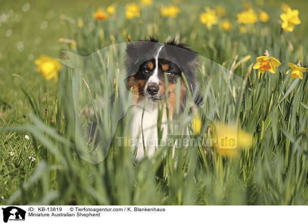 Miniature Australian Shepherd / Miniature Australian Shepherd / KB-13819