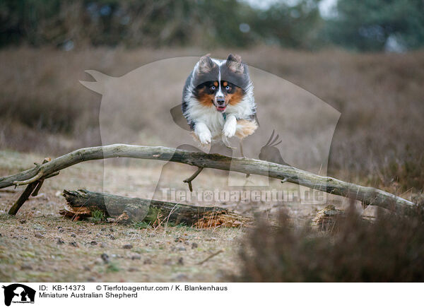 Miniature Australian Shepherd / Miniature Australian Shepherd / KB-14373