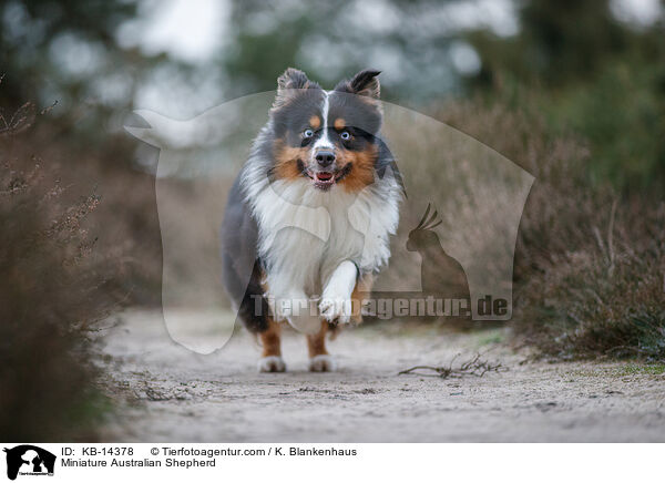 Miniature Australian Shepherd / KB-14378