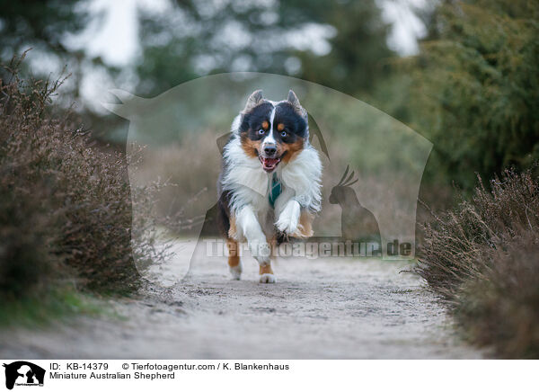 Miniature Australian Shepherd / Miniature Australian Shepherd / KB-14379